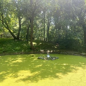 Red-napped Crane Exhibit