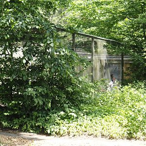 Behind-the-scenes aviary with saddle-billed stork, seen from the access to the 'Blick hinter den Kulissen' area, 2024-05-23