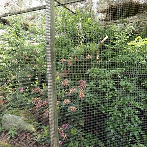 Kagu and Blue coua aviary, 2024-05-23