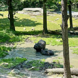 Greater One-horned Rhinoceros Exhibit