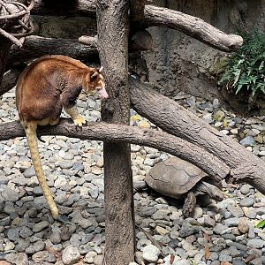 Tree Kangaroo and Tortoise