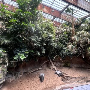 Malay Tapir Exhibit