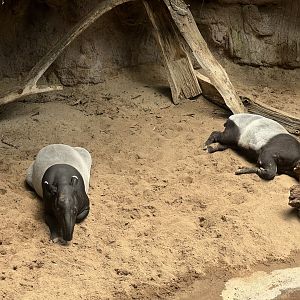 Malay Tapir