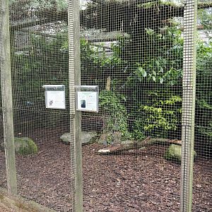 Bare-faced curassow and Sumatran laughingthrush aviary, 2024-05-23