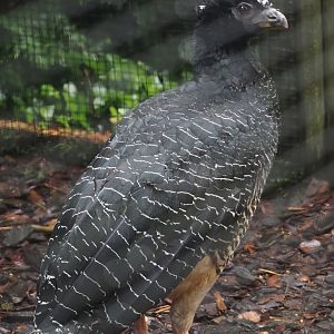 Bare-faced curassow (Crax fasciolata), 2024-05-22