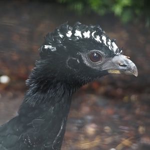 Bare-faced curassow (Crax fasciolata), 2024-05-22