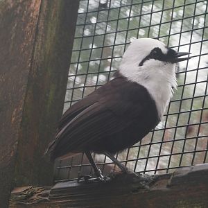 Sumatran laughingthrush (Garrulax bicolor), 2024-05-22
