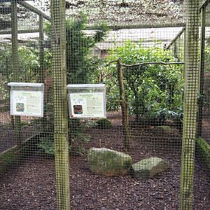 Green aracari and Solitary tinamou aviary, 2024-05-23