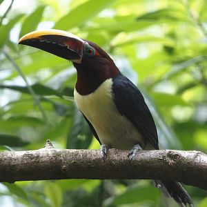 Green aracari (Pteroglossus viridis), 2024-05-23