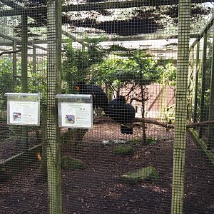 Red-billed curassow and White-crowned robin-chat aviary, 2024-05-23