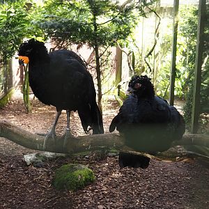 Red-billed curassows (Crax blumenbachii), 2024-05-23