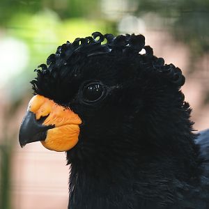 Red-billed curassow (Crax blumenbachii), 2024-05-23
