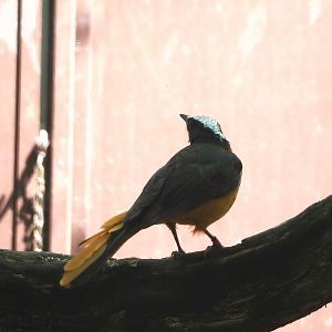 White-crowned robin-chat (Cossypha albicapillus), 2024-05-23