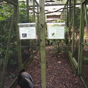Grey-winged trumpeter and Cayenne jay aviary, 2024-05-23