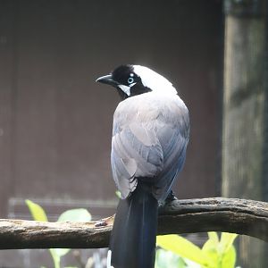 Cayenne jay (Cyanocorax cayanus), 2024-05-23