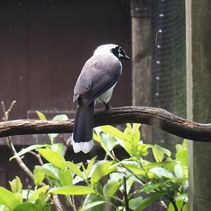 Cayenne jay (Cyanocorax cayanus), 2024-05-23