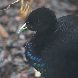 Grey-winged trumpeter (Psophia crepitans), 2024-05-22