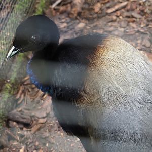 Grey-winged trumpeter (Psophia crepitans), 2024-05-23