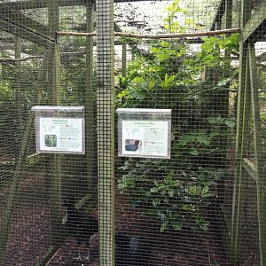Yellow-knobbed curassow and Guianan toucanet aviary, 2024-05-23
