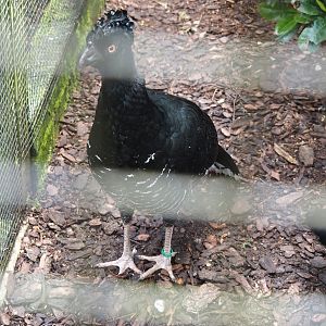 Yellow-knobbed curassow (Crax daubentoni), 2024-05-23