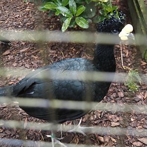 Yellow-knobbed curassow (Crax daubentoni), 2024-05-23
