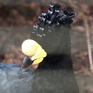 Yellow-knobbed curassow (Crax daubentoni), 2024-05-23