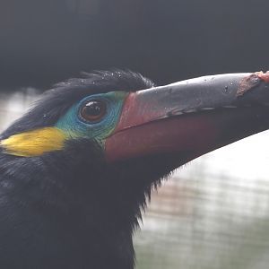 Guianan toucanet (Selenidera piperivora), 2024-05-22