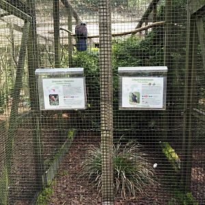 Black-fronted piping-guan and Broad-billed roller aviary, 2024-05-23