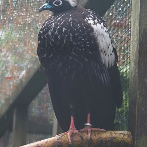 Black-fronted piping-guan (Pipile jacutinga), 2024-05-22