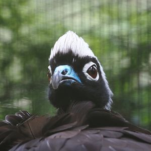 Black-fronted piping-guan (Pipile jacutinga), 2024-05-23