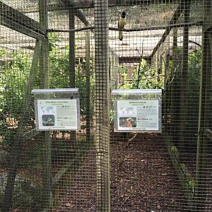 White-crested guan and Inca jay aviary, 2024-05-23