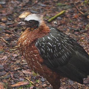 White-crested guan (Penelope pileata), 2024-05-22