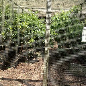 Little chachalaca aviary, 2024-05-23