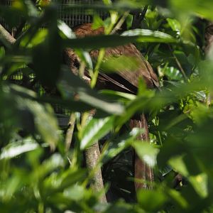 Little chachalaca (Ortalis motmot), 2024-05-23