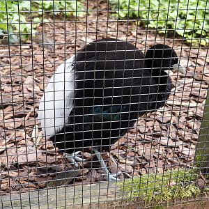 Pale-winged trumpeter (Psophia leucoptera), 2024-05-23