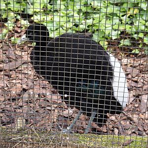 Pale-winged trumpeter (Psophia leucoptera), 2024-05-23