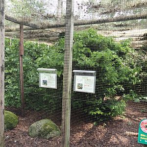 Red-billed curassow and Green aracari aviary, 2024-05-23