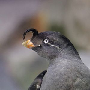 Crested Auklet (Aethia cristatella)