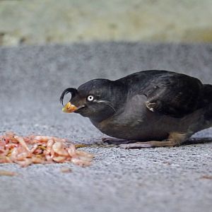 Crested Auklet (Aethia cristatella)