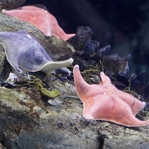 Purple Sea Star (Pisaster ochraceus)