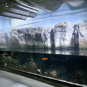 Surge Channel @ Northern Pacific gallery