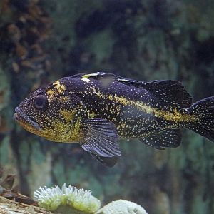 China rockfish (Sebastes nebulosus)