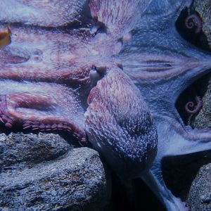 Giant Pacific octopus (Enteroctopus dofleini)