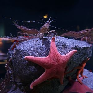 Vermillion Seastar (Mediaster aequalis) with California Spot prawns (Pandalus platyceros)