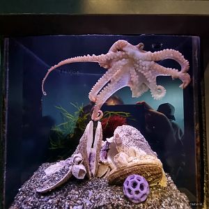 East Pacific red octopus (Octopus rubescens)