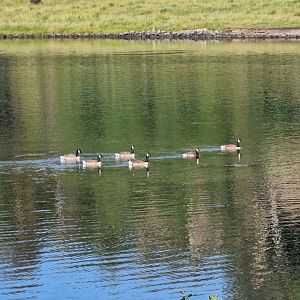 Cackling goose Branta hutchinsii
