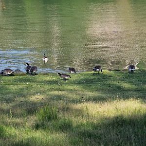 Cackling goose Branta hutchinsii