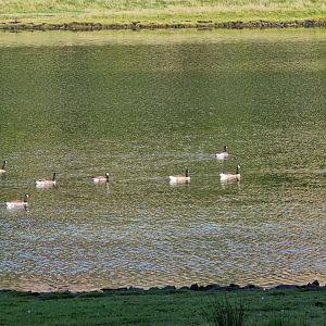 Cackling goose Branta hutchinsii
