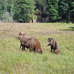European bison