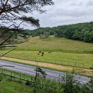 European bison reserve